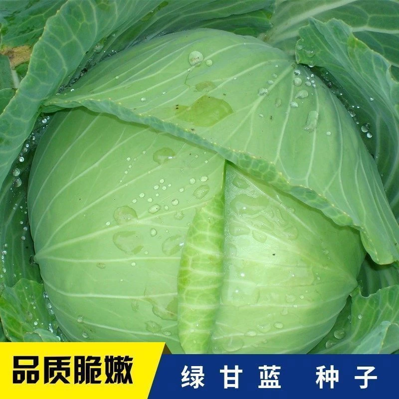 【全场满5包包邮】京丰一号绿甘蓝种子耐热耐寒灰包心菜种子