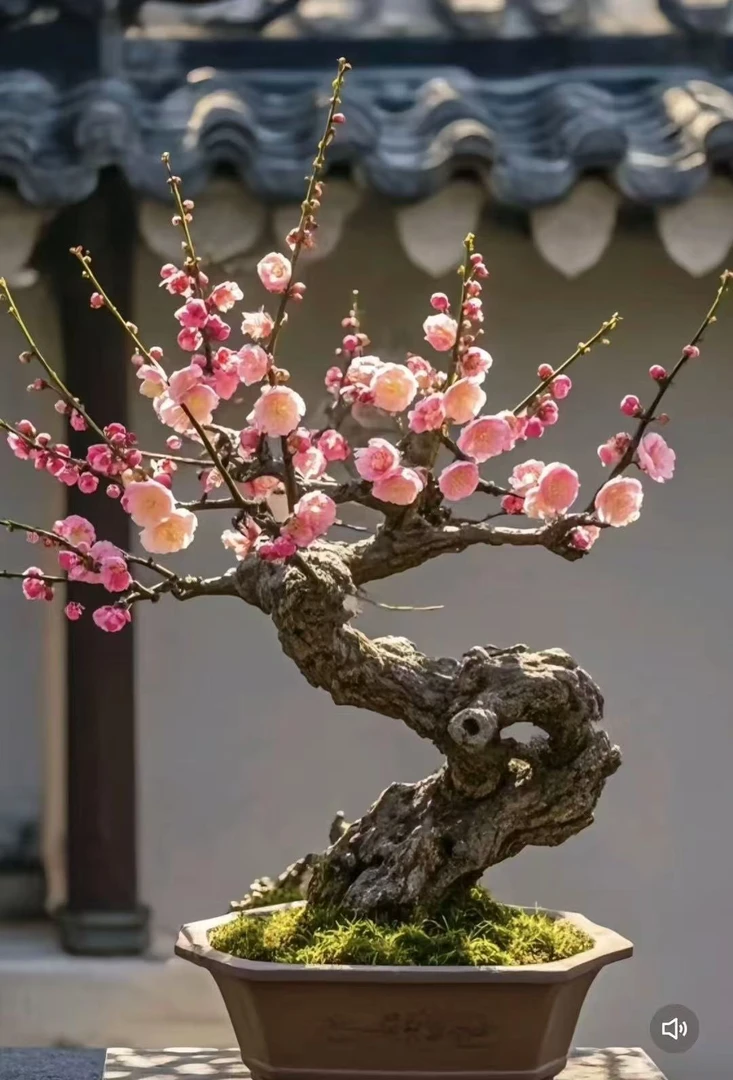 造型梅花盆景红梅