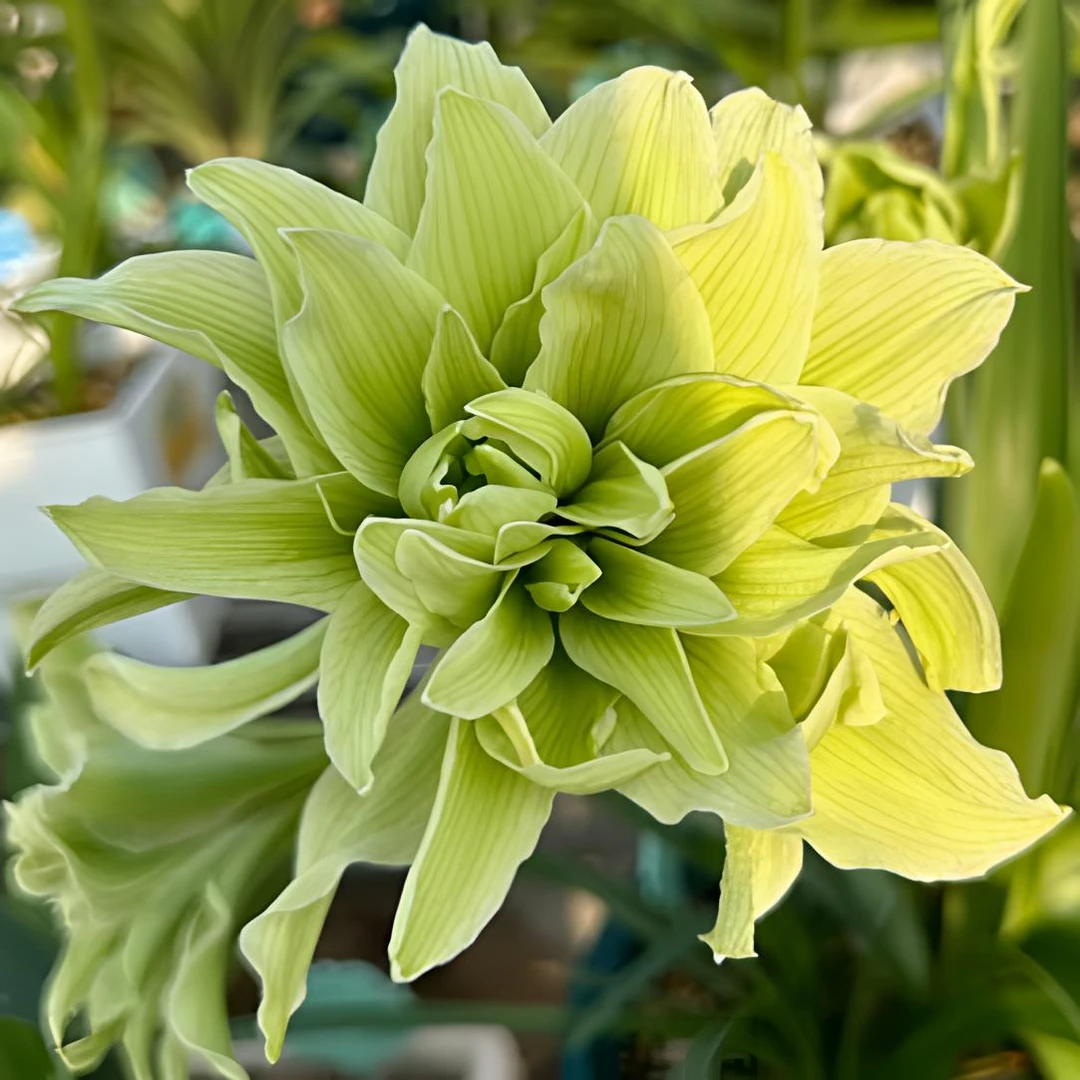 【双绿】朱顶红裸球基地自然球室内外盆栽地栽