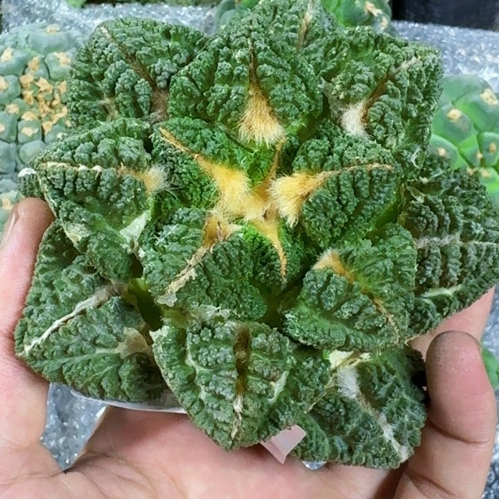 y***闪无花朵福利一根龟甲481