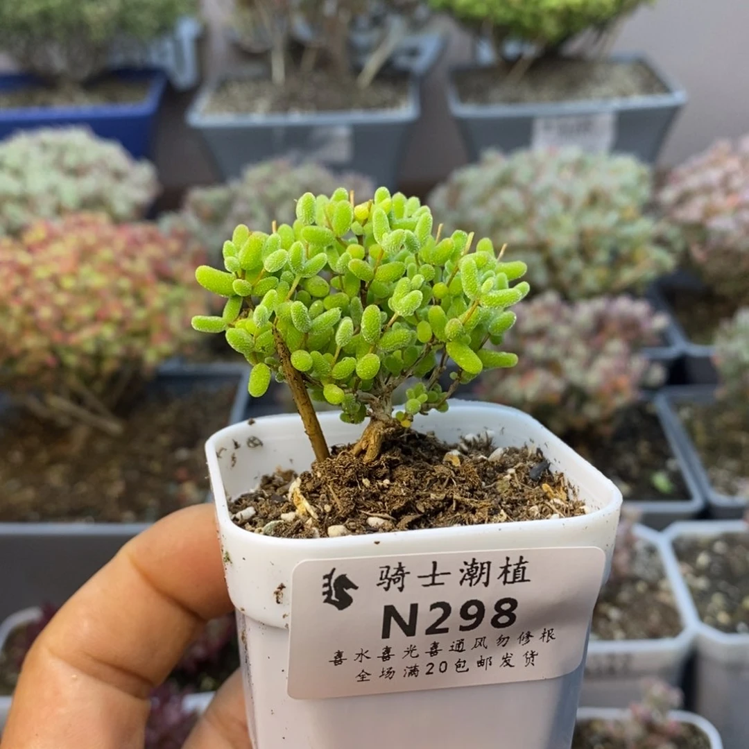 298蜜橘糖球枝干