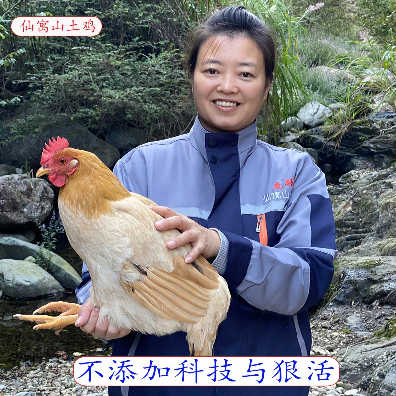 童子鸡高山散养土鸡含硒老母鸡皖南土鸡走地鸡跑山鸡乌鸡叫花鸡