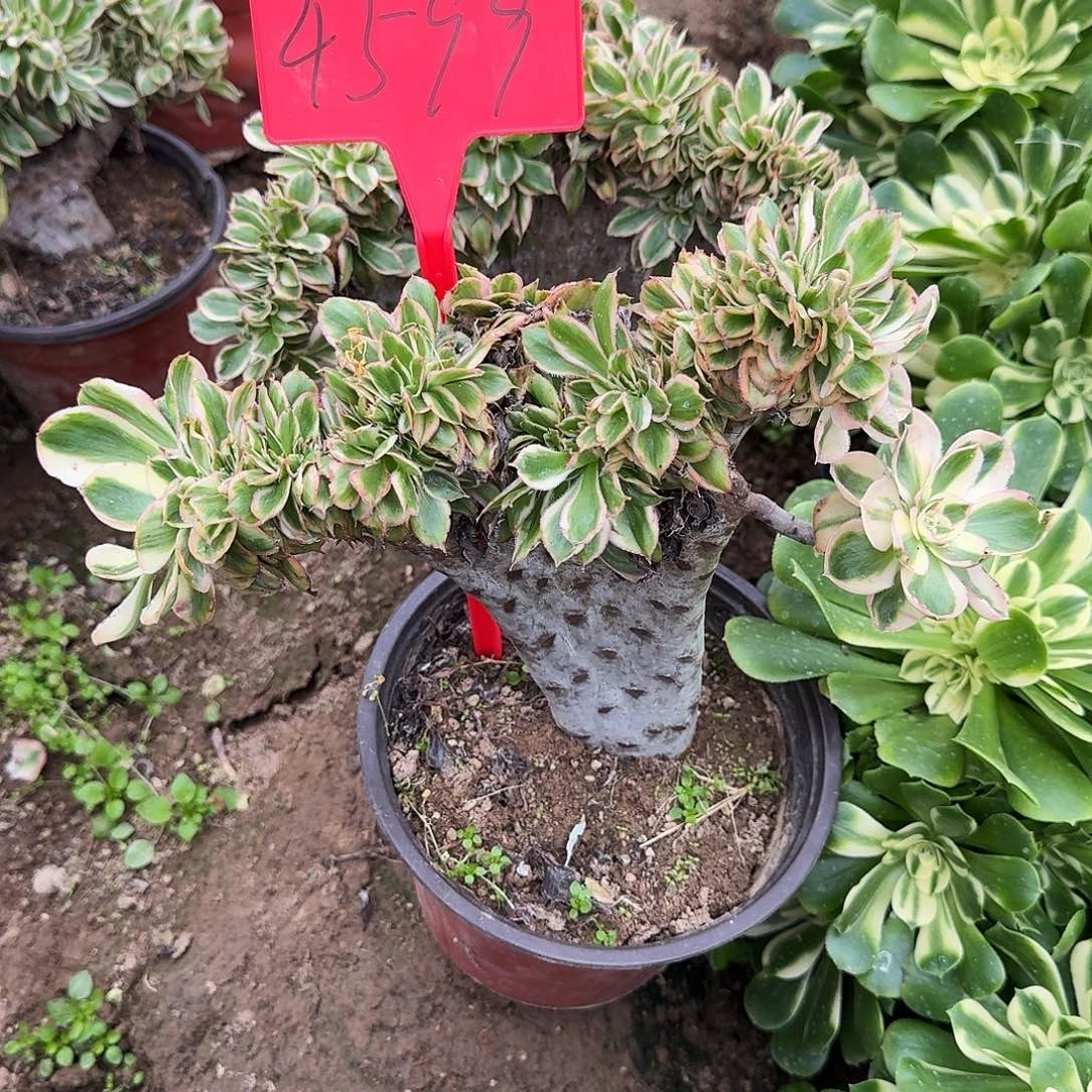 4599燕子锦缀化多肉