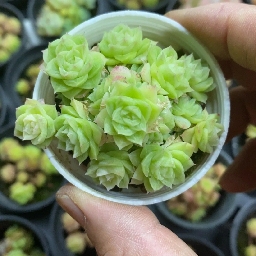 精品多肉一物一拍不包整101