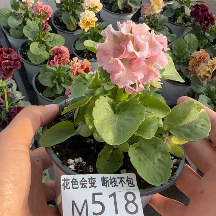 Y***i无花朵洛可可M518角堇小苗一物一拍默认苗晃