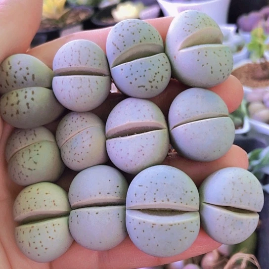 无花朵1243，2厘米左右如图