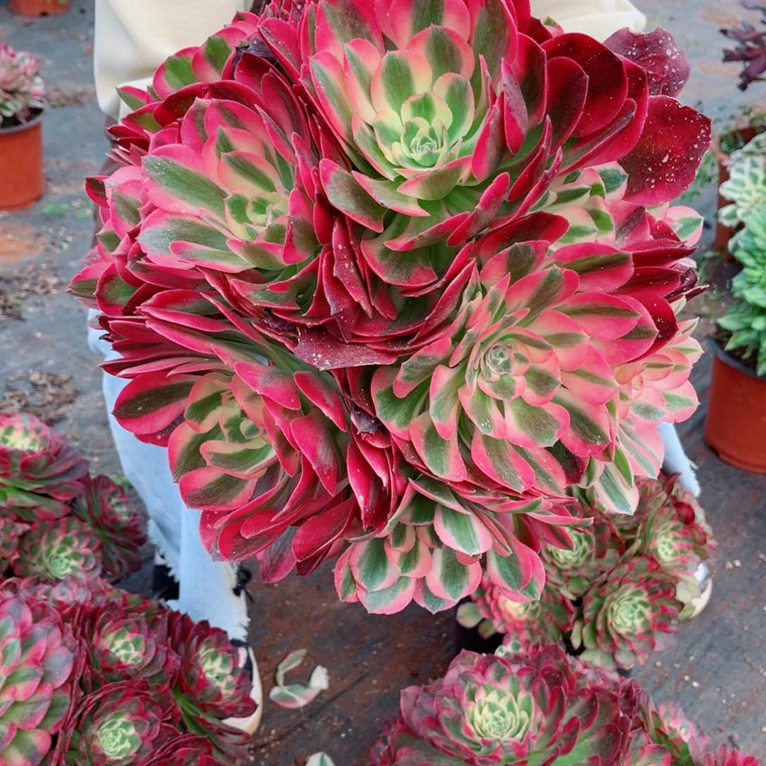 特大号优选女郎量拍多肉法师