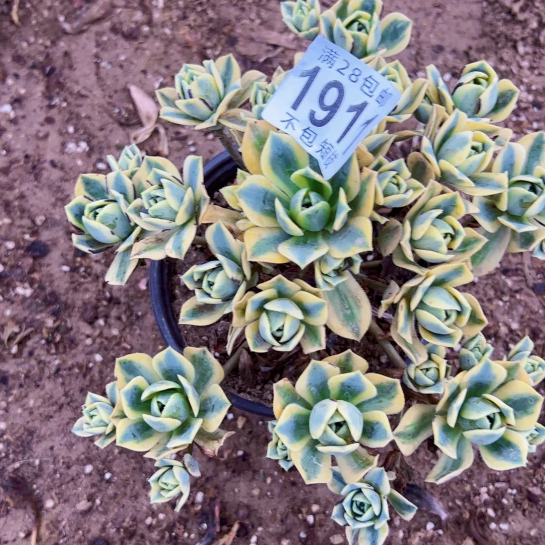 星报多肉植物1911法师