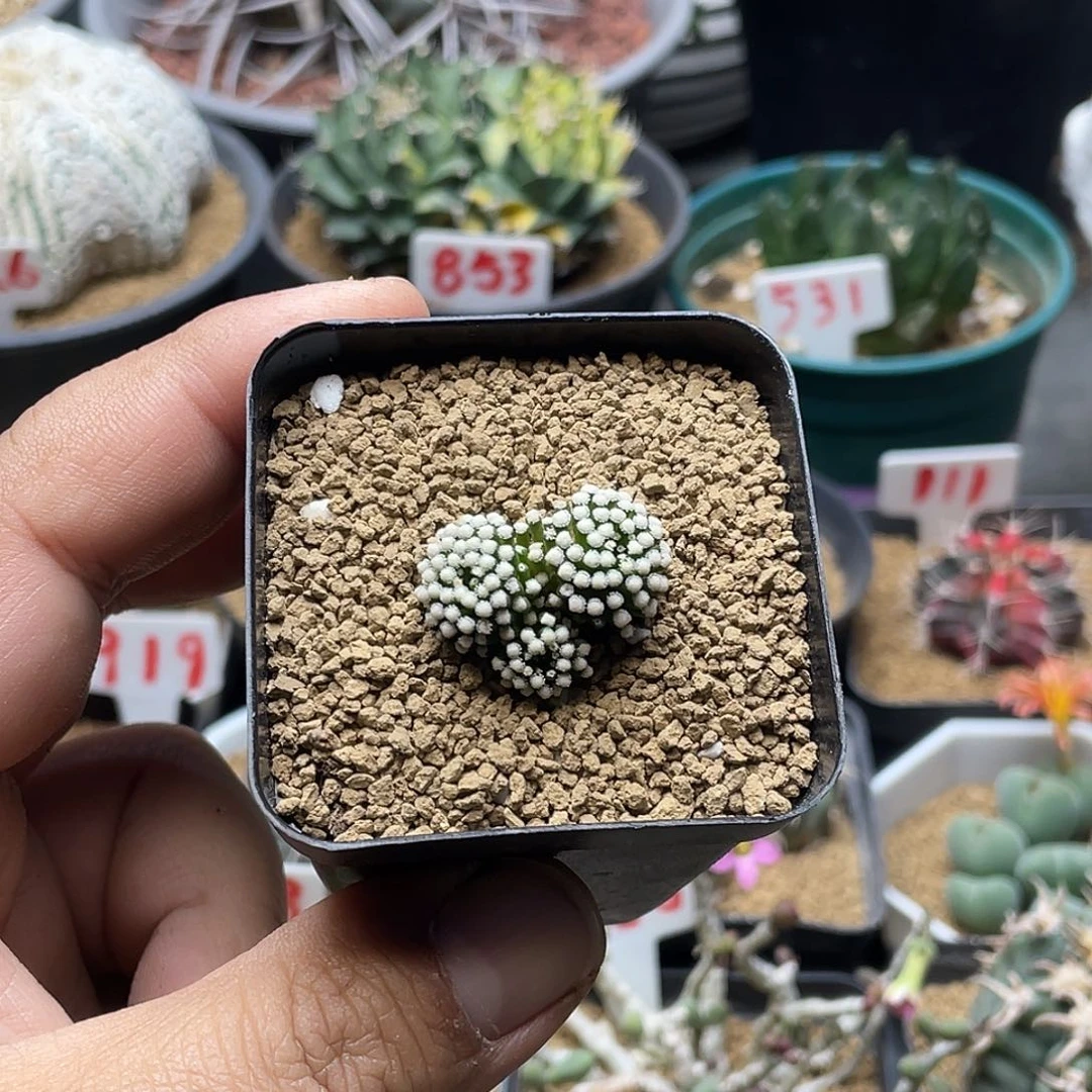 3头松针牡丹 带盆土发货