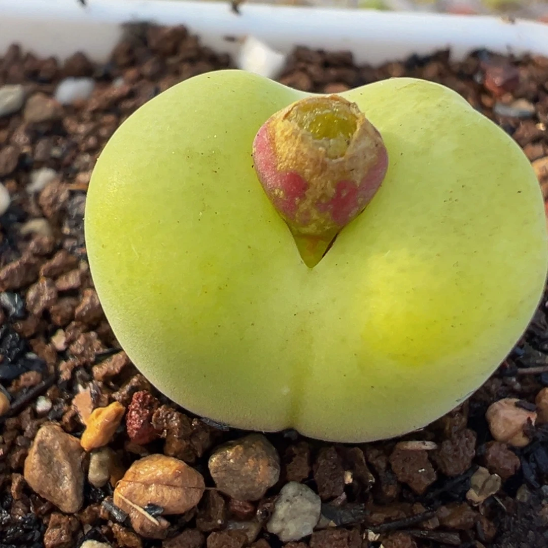 果冻翠光母本带盆多肉