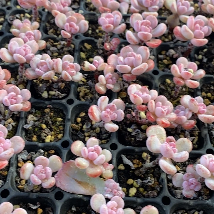 57 多肉植物盆栽植物