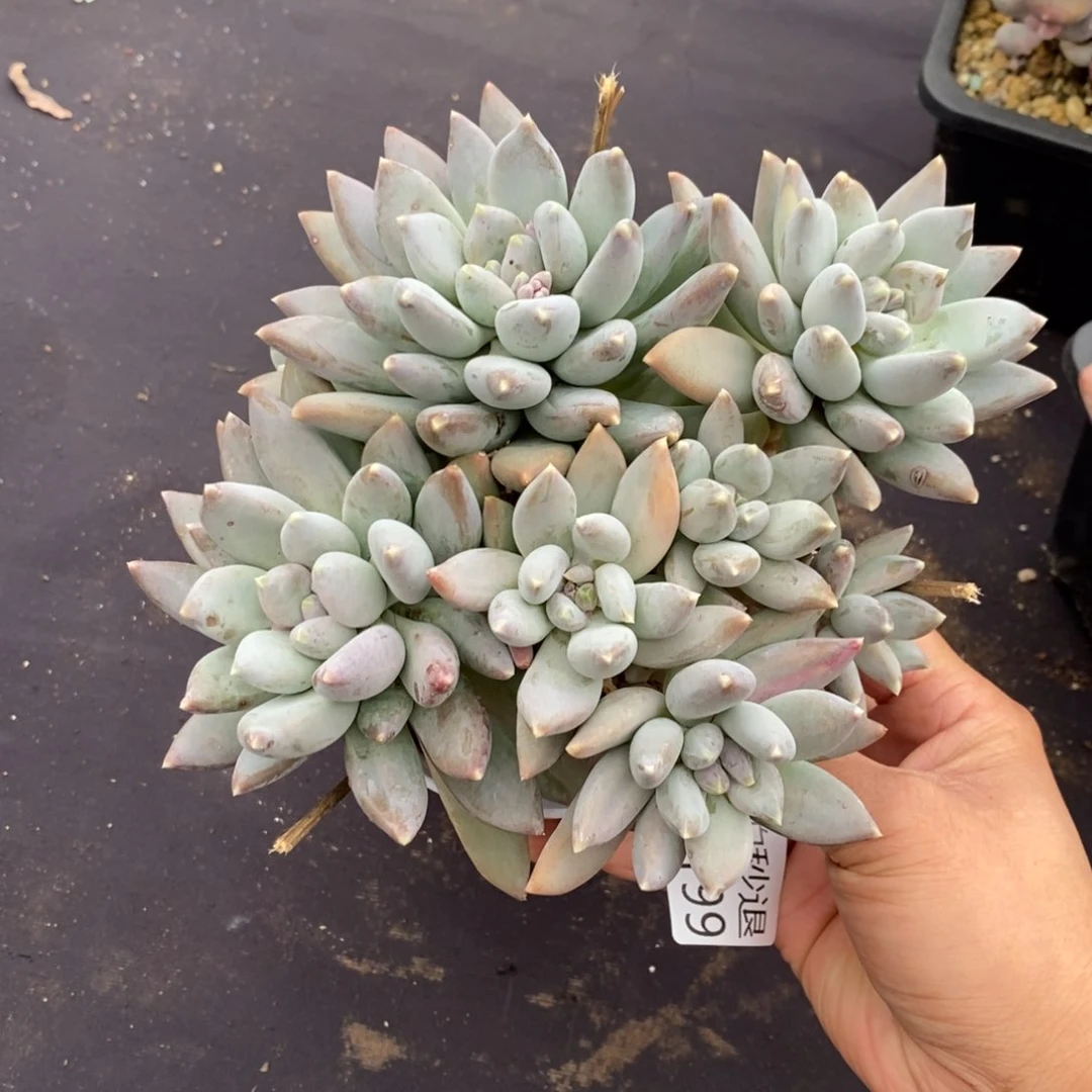 两单包邮1121-199天使之翼