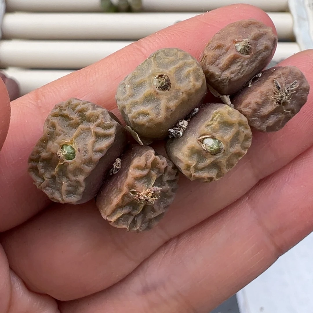 12.10好看的多肉脱土发货647