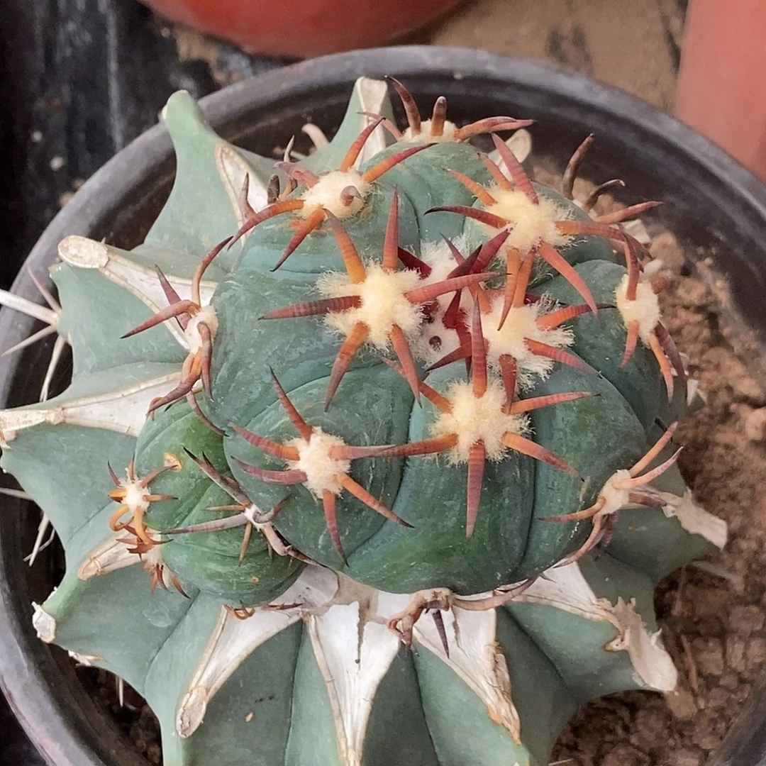 嫁接短豪刺花王丸平丸7cm