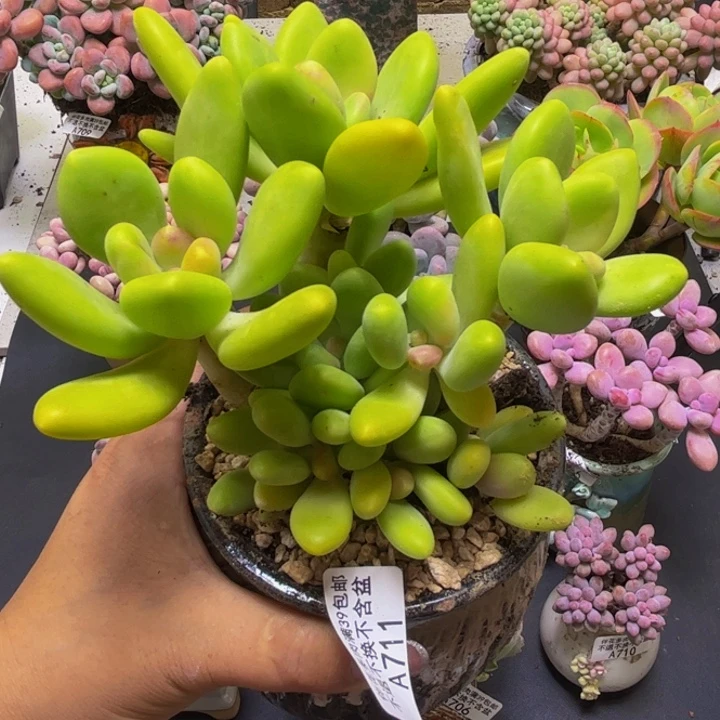 芒果奶酪721/15cm多肉