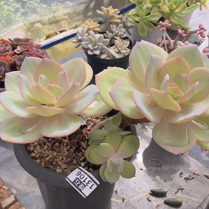 白凤13106多肉植物