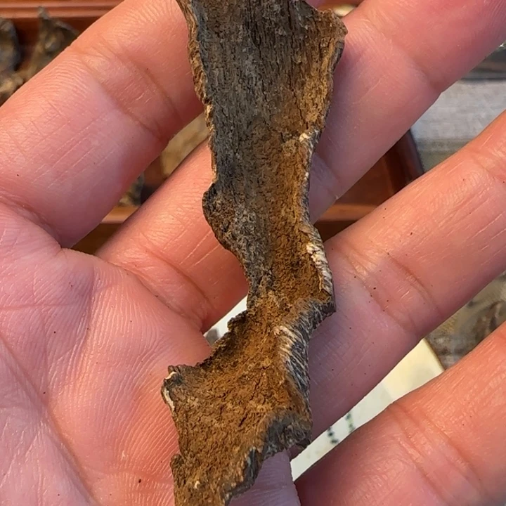 沉香摆件文昌沉水虫漏3克