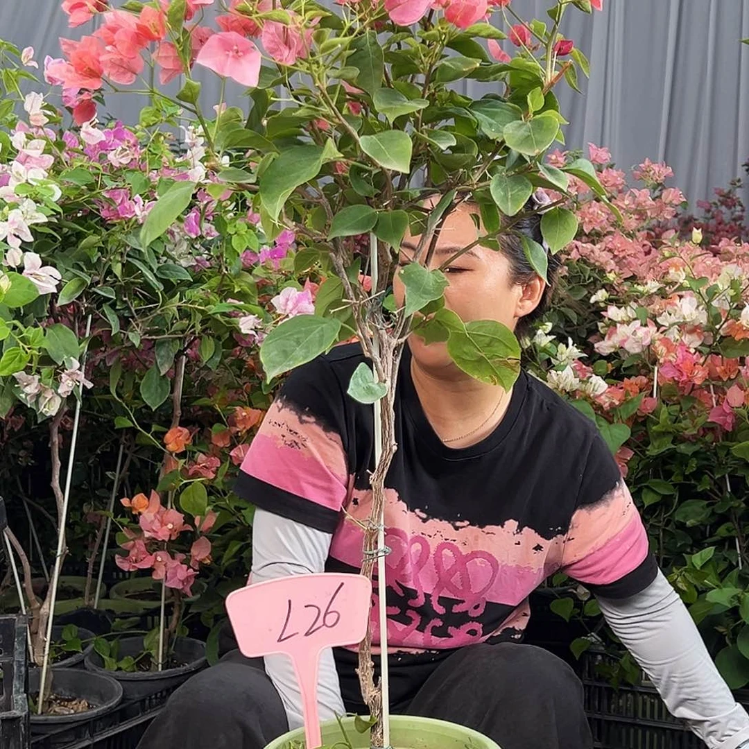 忆***萱大部分花苞少量开放L26不甜