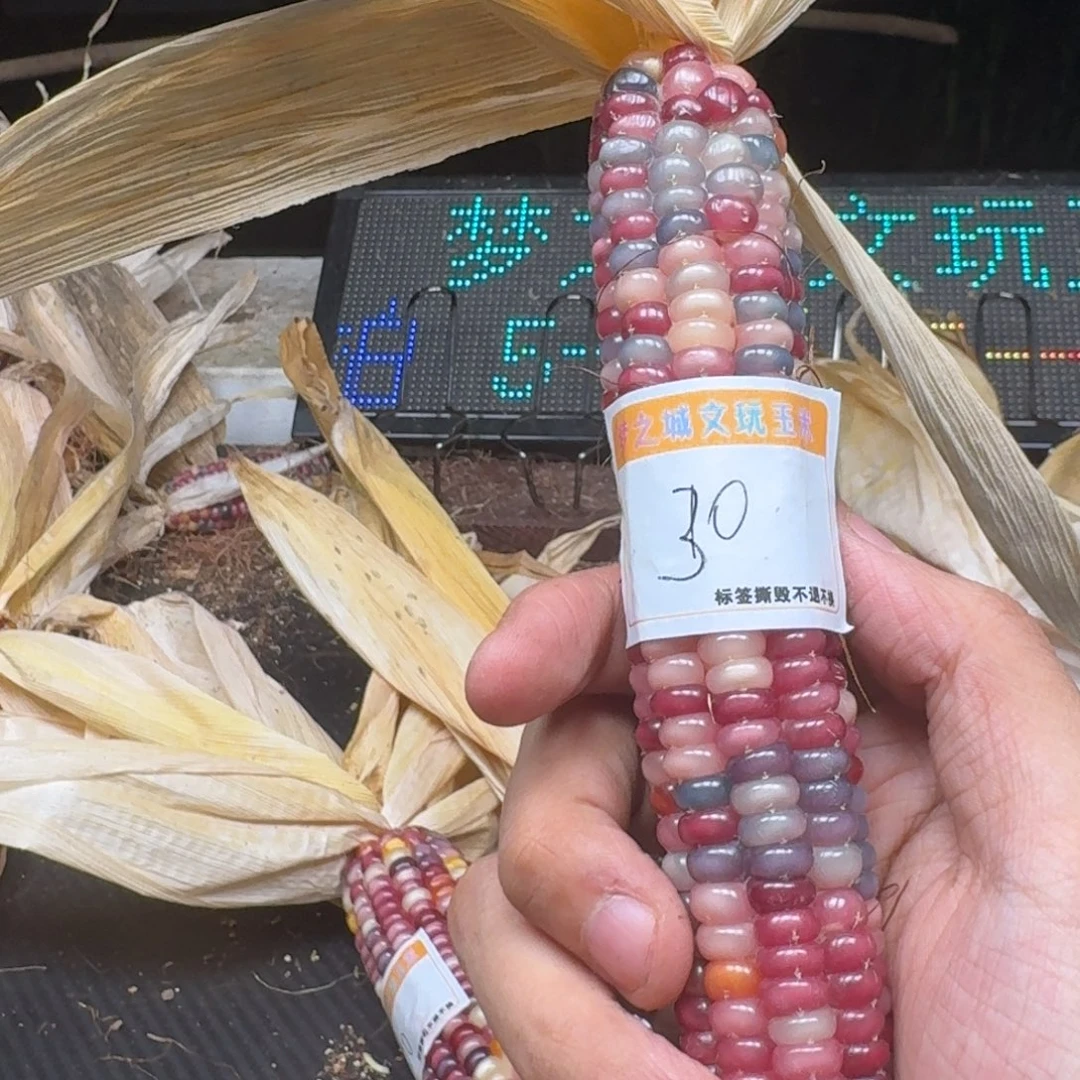 水***王吊坠柏香籽/百香籽