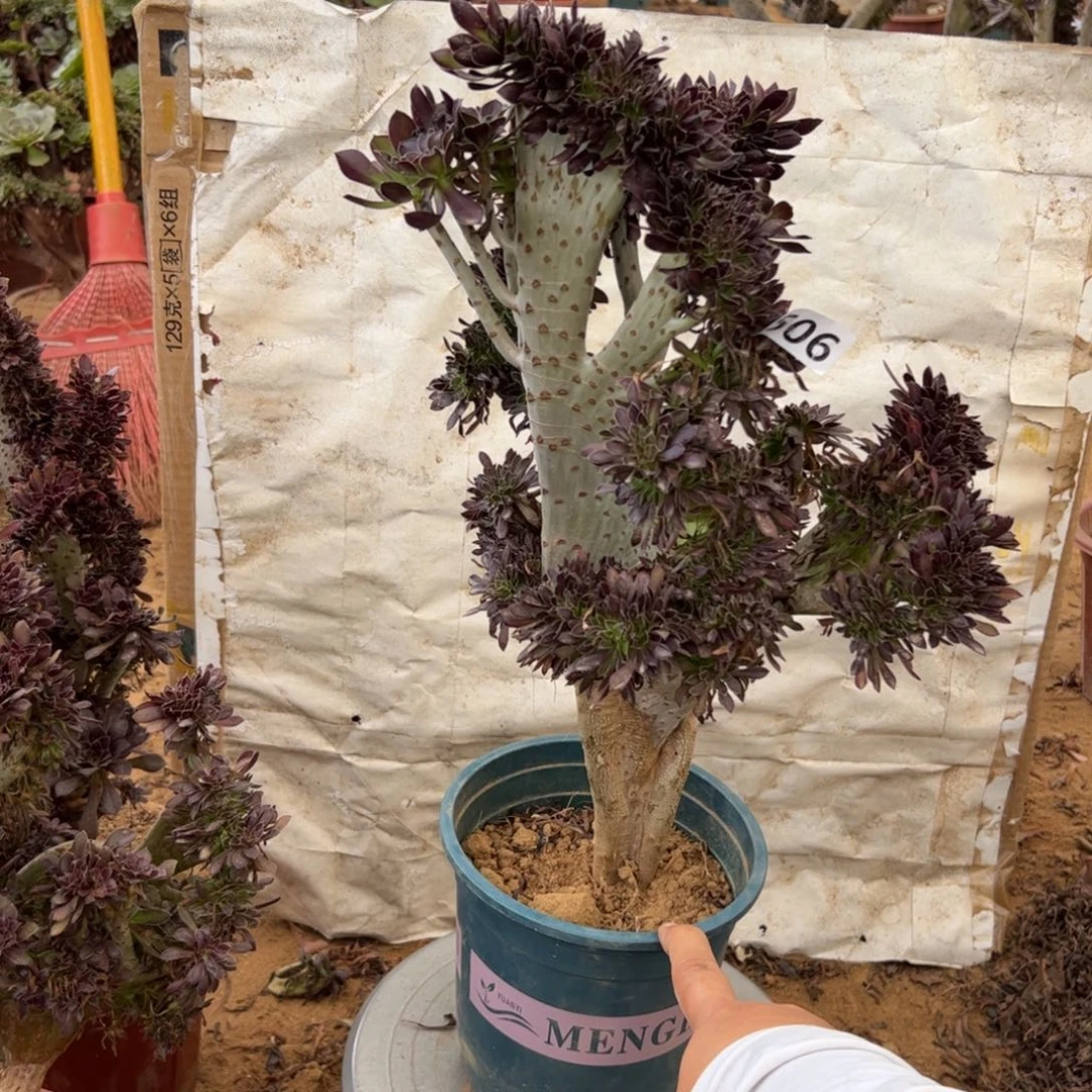 微瑕疵黑缀506高42厘米