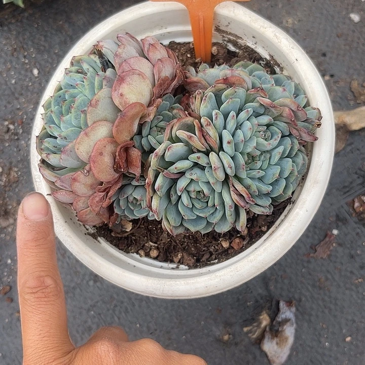 晨语多肉，一物一拍白胖子122