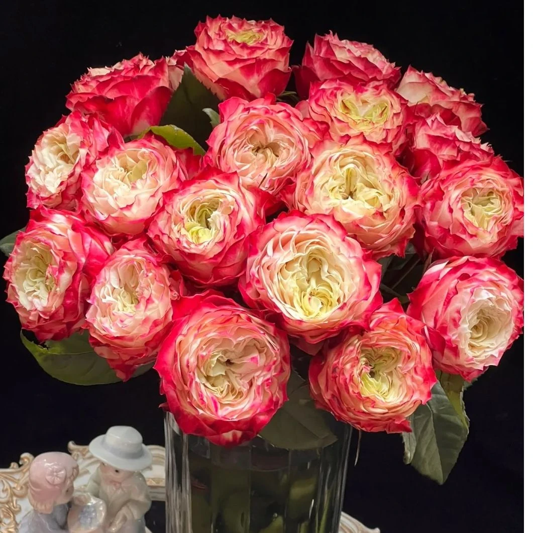 单玫-苹果杰克-1扎/10枝（50-60cm)