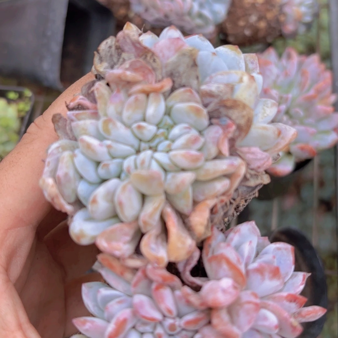 雪橙缀花1颗精品