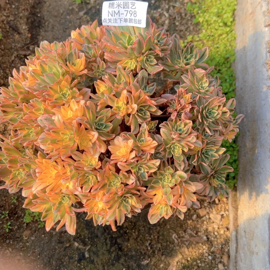 甜茶对肉植物798