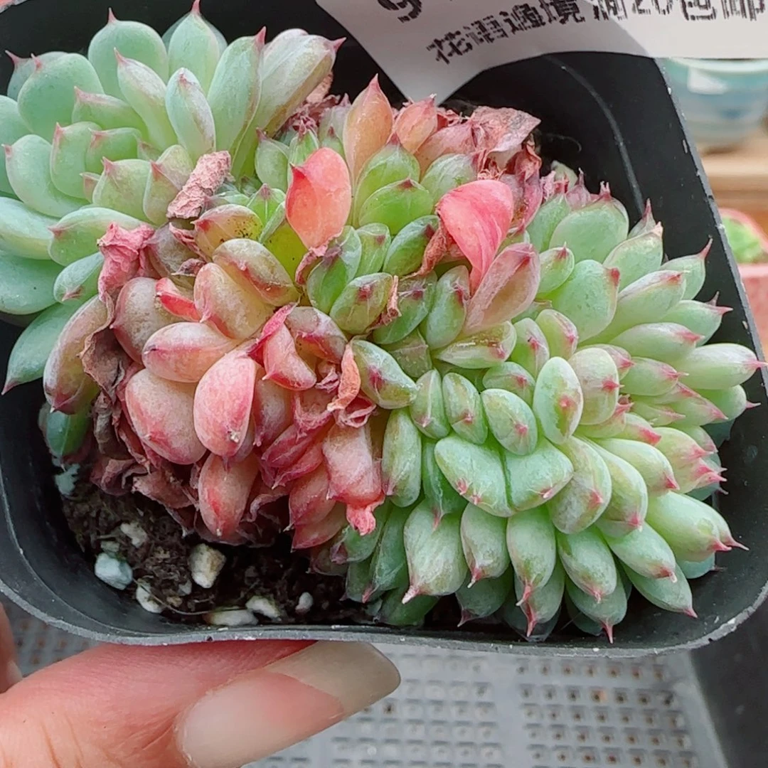 花语逸镜0926-91白包子缀化
