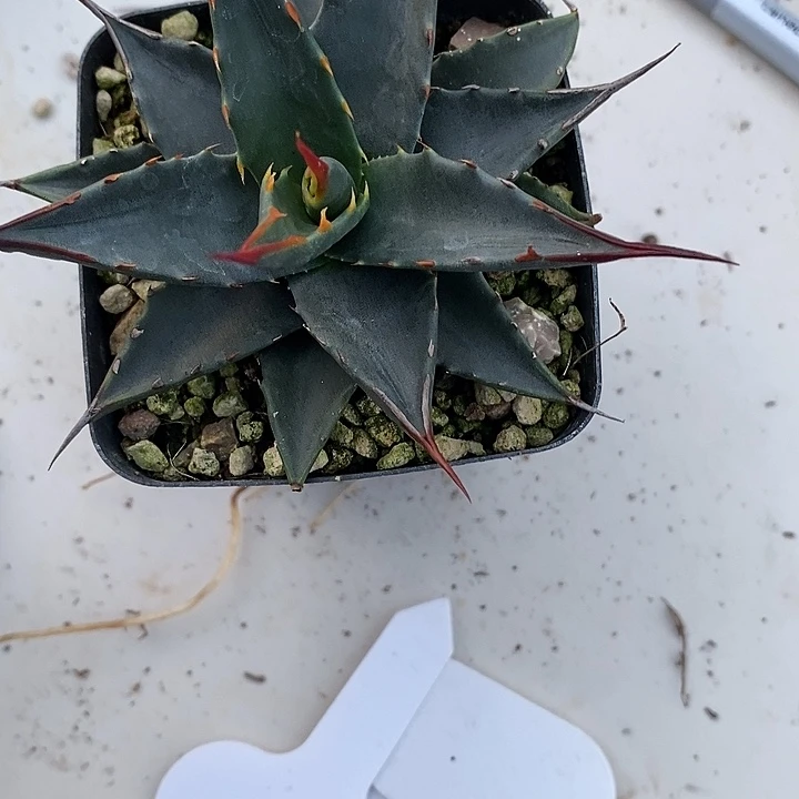 明***i妖炎龙舌兰凯巴布