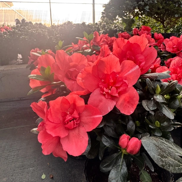 【胭脂红】夕阳繁星杜鹃花橘红色四季开花盆栽花卉植物客厅美观