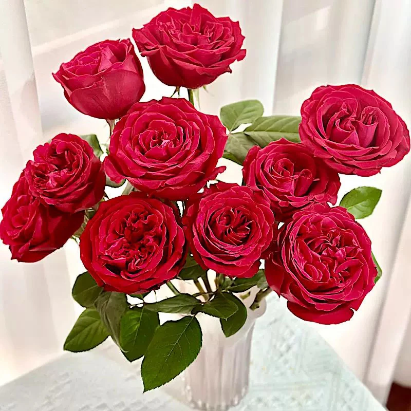 红色荣耀月季 花朵直立性强 花期持久 庭院阳台花卉 原盆原土发货