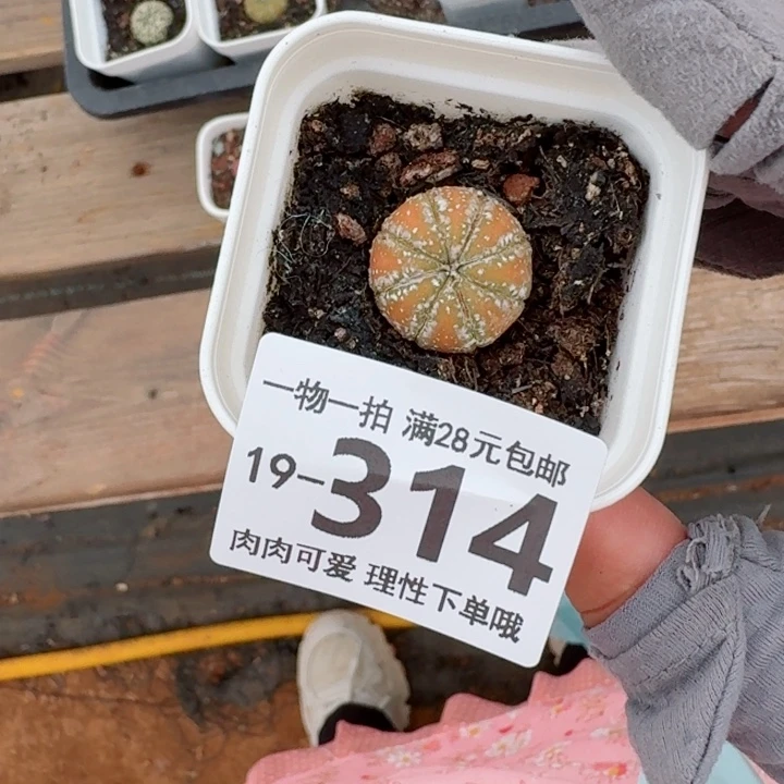 心兜多肉植物多肉植物多肉