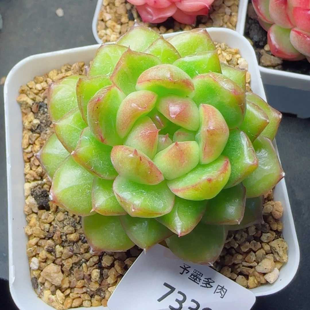 糖果珍妮，7339多肉植物