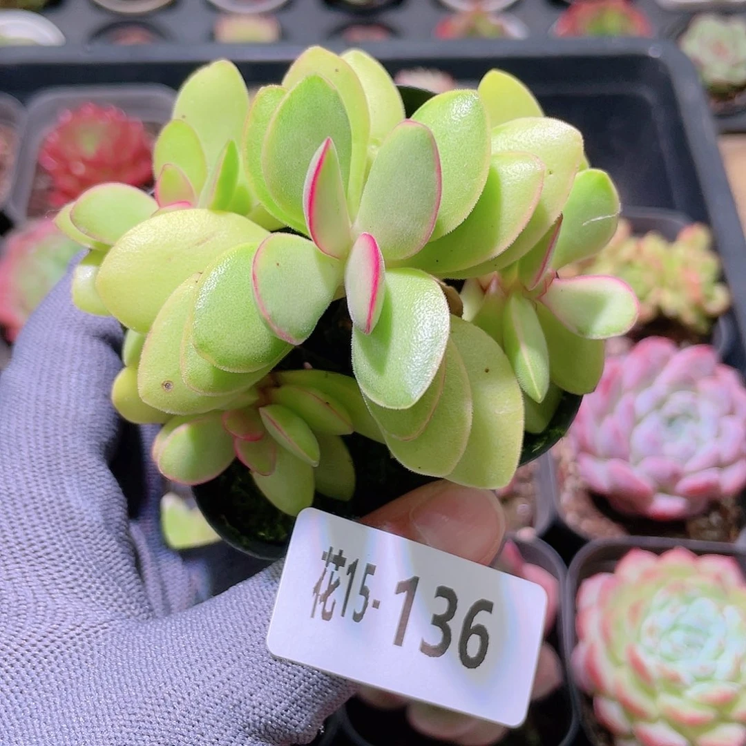 花利美15-136糖果锦
