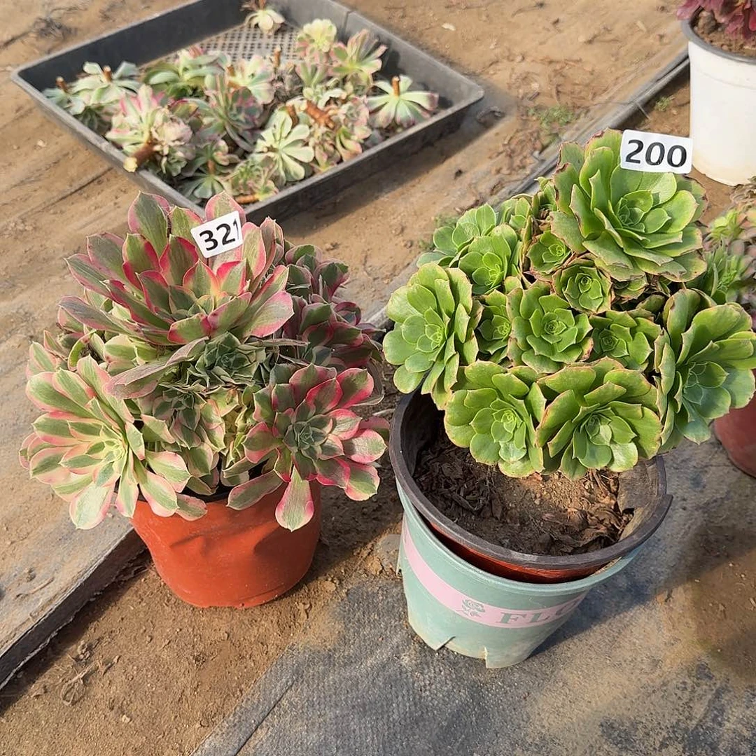 多肉2点200-321号