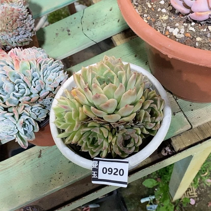 【闪购商品】水晶杂0920