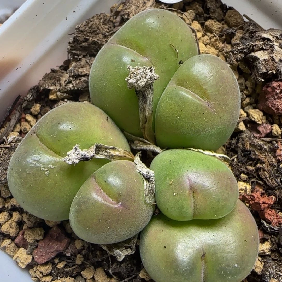 巨无霸毛翠滴群多肉植物718