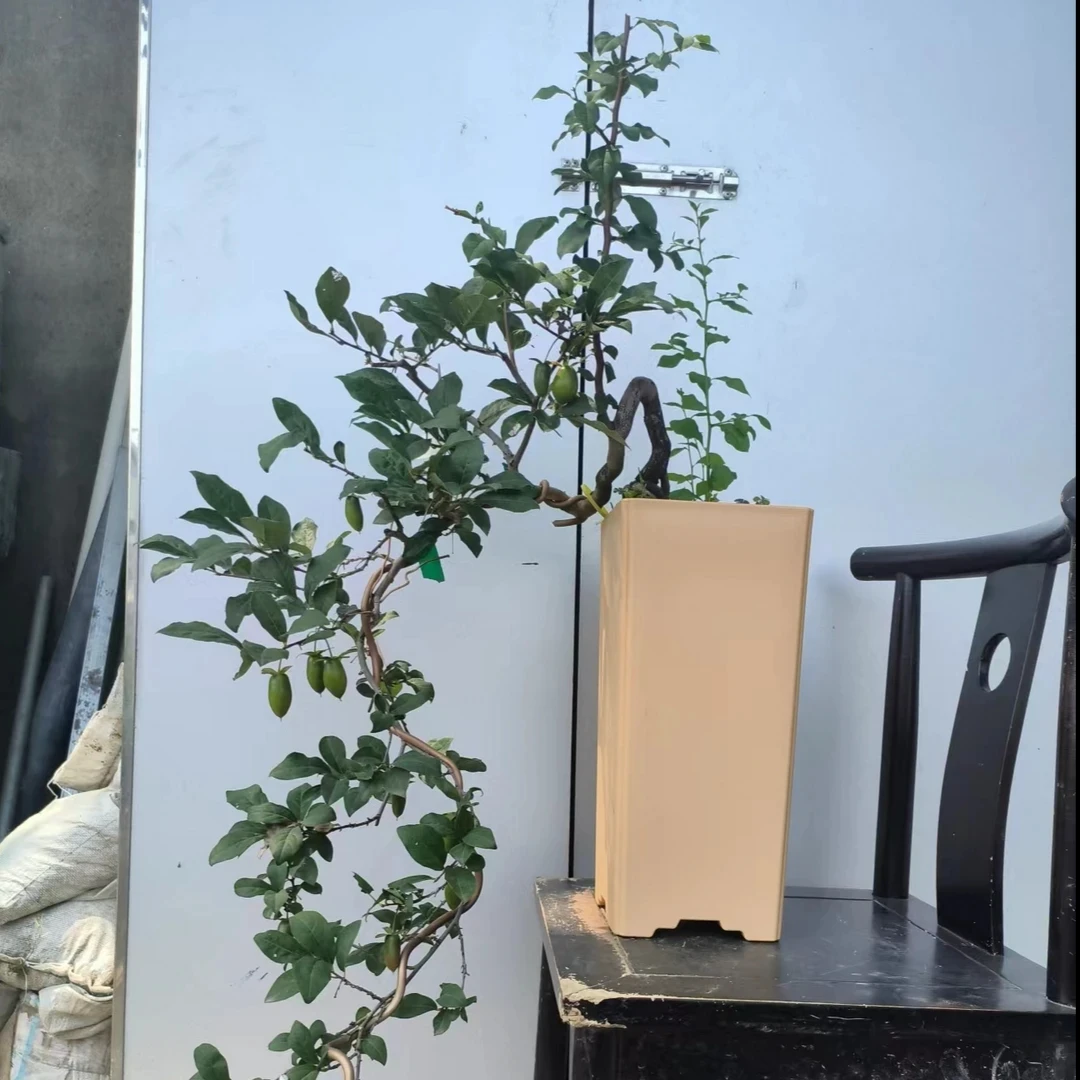 老鸦柿盆景素材（直播专用，一物一拍）