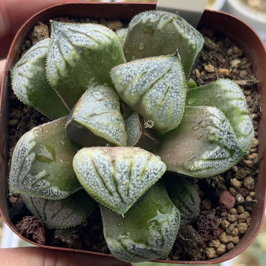 35白羊座青蟹十二卷多肉