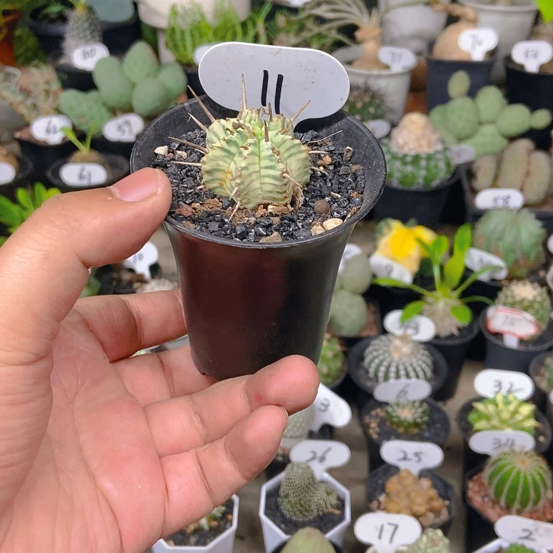 斑马锦一个一物一拍