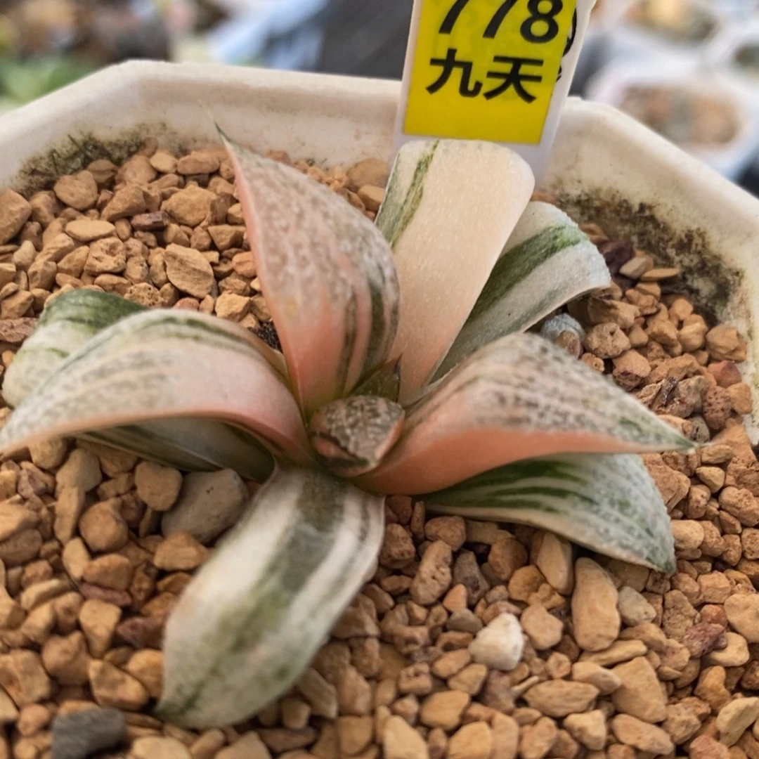 778号特选青蟹锦多肉植物