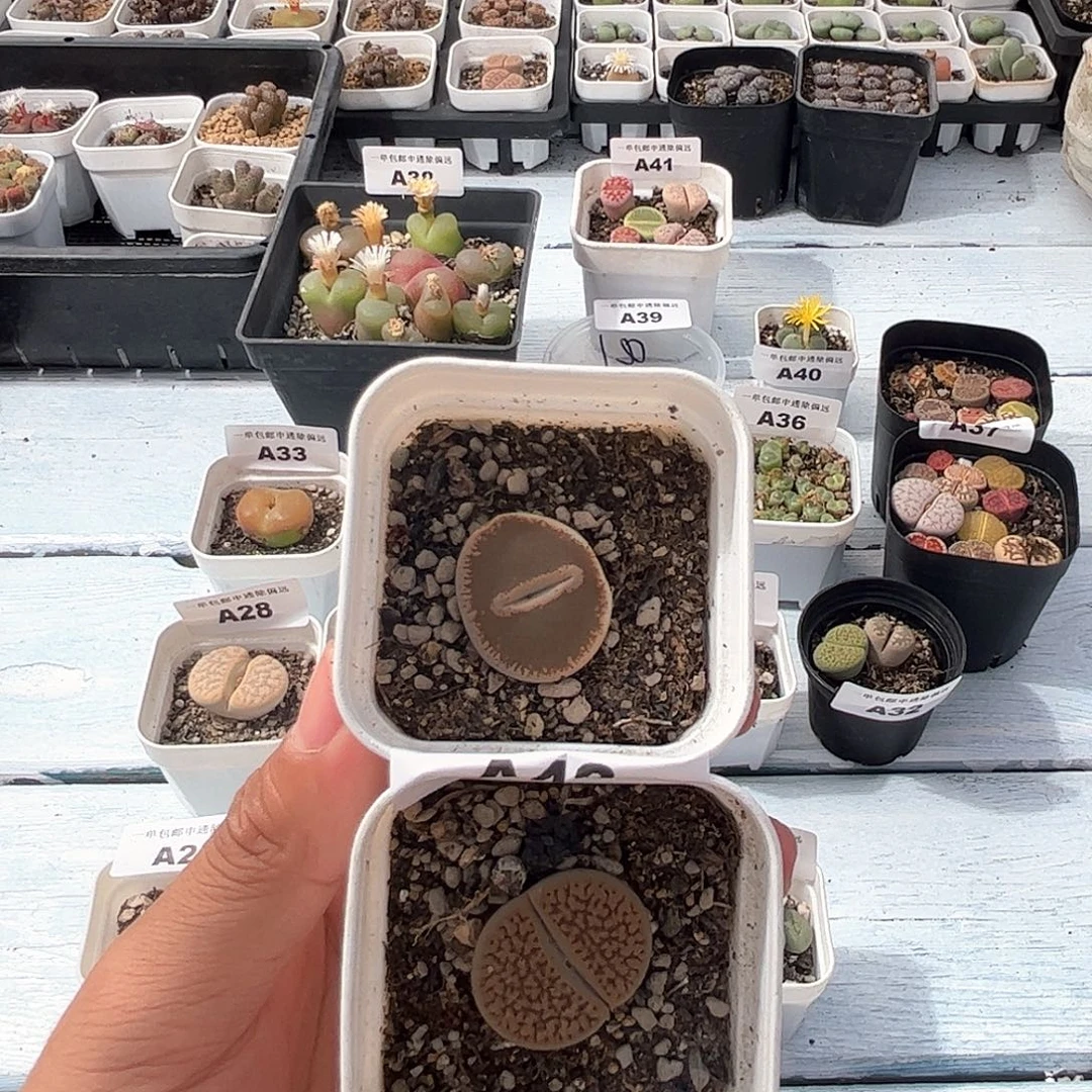 1024–番杏福利a42