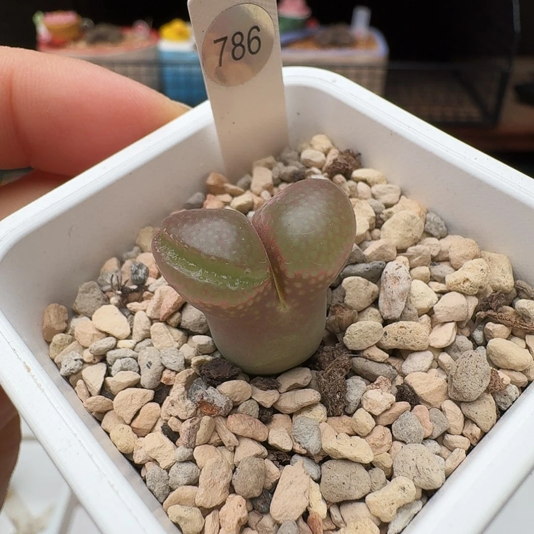 多肉植物福利风铃786