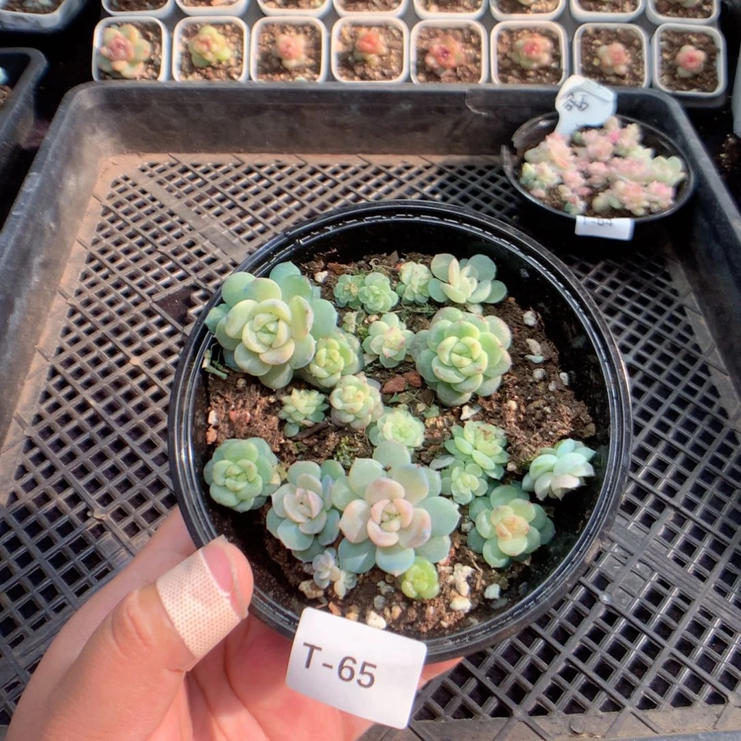 无花朵T65英语英语