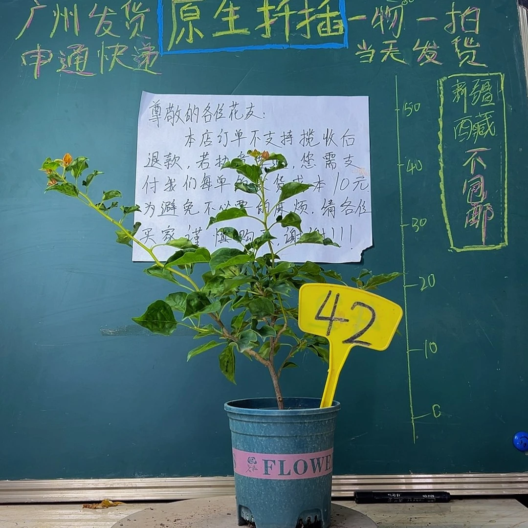 当前无花栽培后可以开花蒙娜丽莎黄42