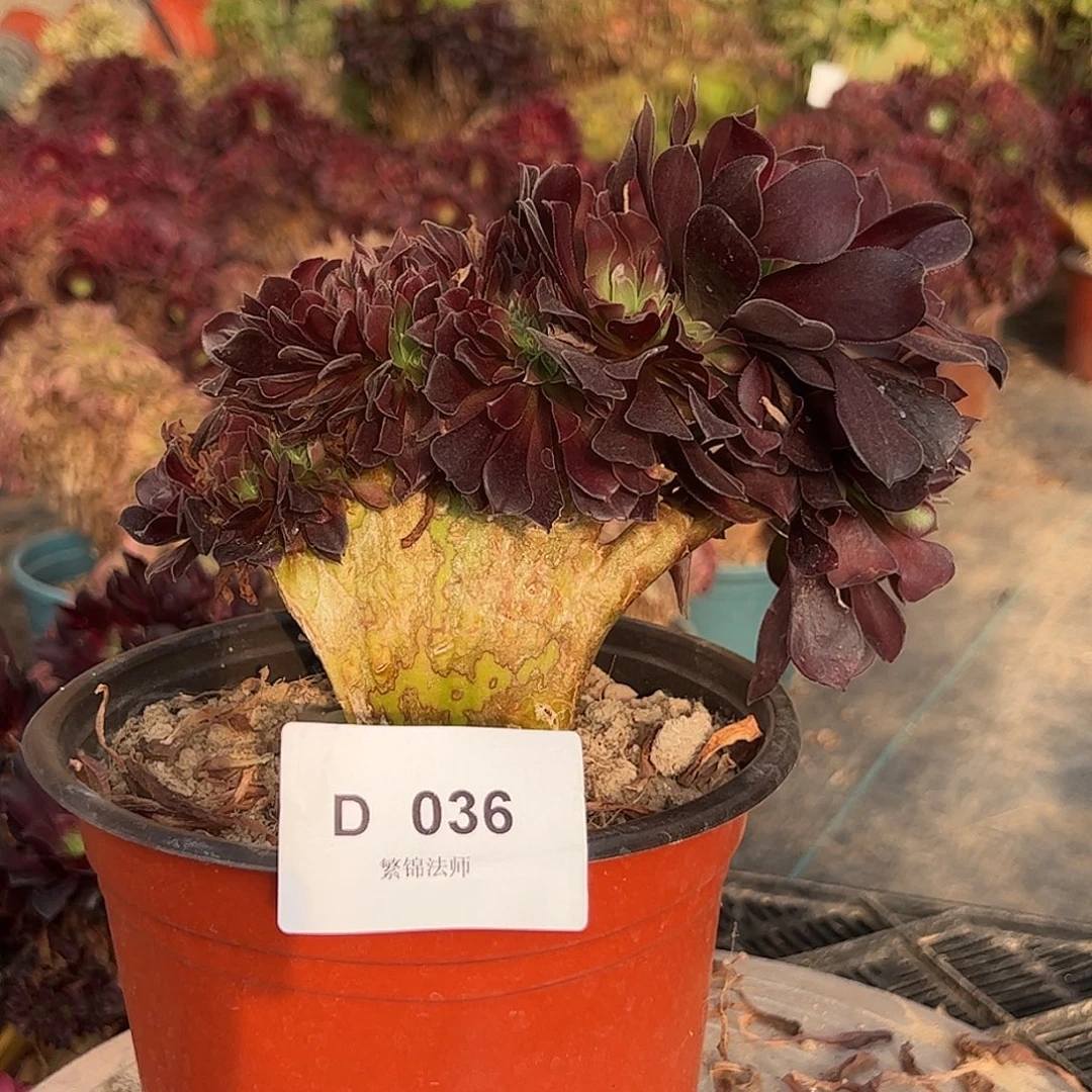 欧紫缀D036所见即所得