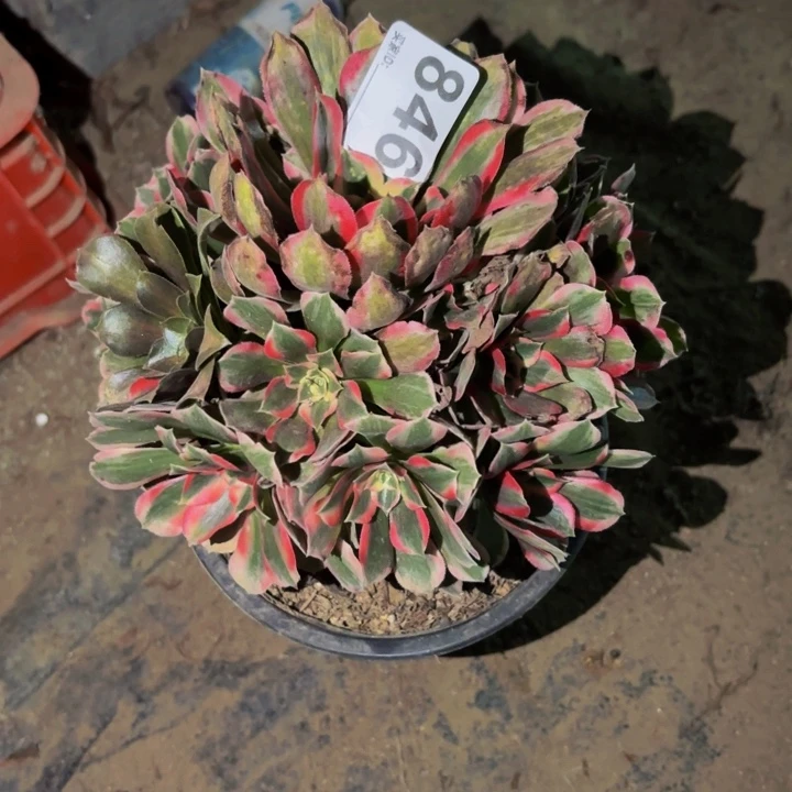 846皇后多肉植物不售后