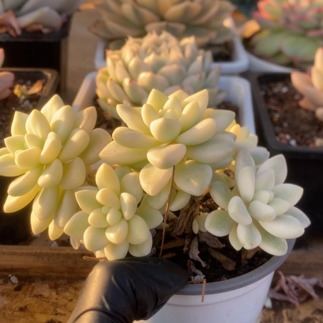 ✨*098蛋糕锦锦锦锦锦
