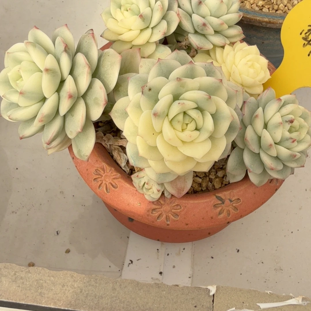 醉心群生多头 安吉园艺